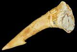 Fossil Sawfish (Onchopristis) Rostral Barb- Morocco #106386-1